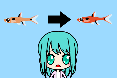 ボララス・マキュラータが赤くならない？色あげのコツはこれ！！