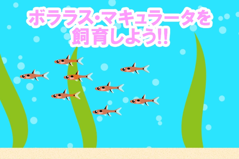 ボララス・マキュラータを飼育しよう!!