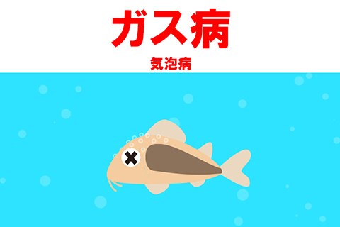 ガス病 気泡病 の症状と治療法 ガス病 気泡病 の症状と治療法