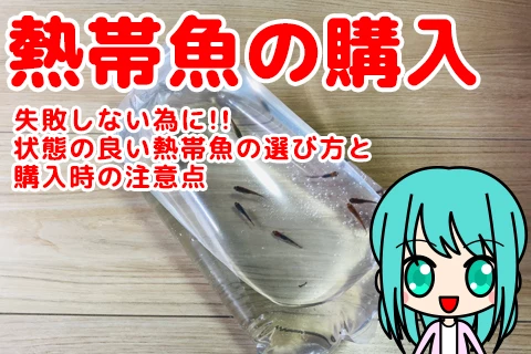 【購入で失敗しない為に】状態の良い熱帯魚の選び方と購入時の注意点