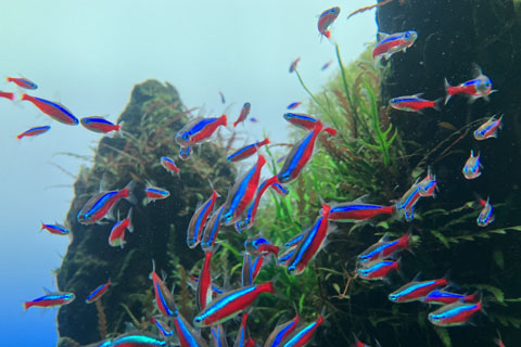 カージナルテトラまとめ