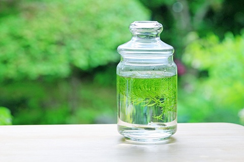 アクアリウムの魅力って何？