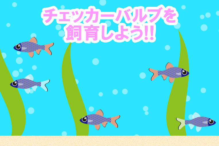 チェッカーバルブを飼育しよう!!