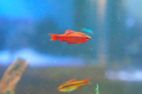 チェリーバルブ飼育のポイント