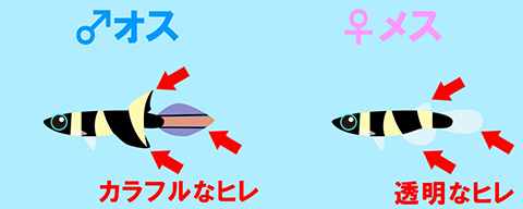 クラウンキリーってどんな熱帯魚？