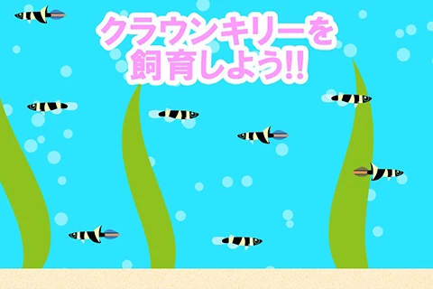 クラウンキリーを飼育しよう!!