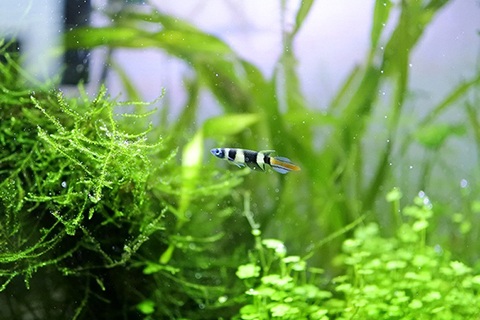 クラウンキリー飼育のコツ・注意点は？