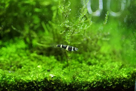 クラウンキリー飼育のコツ・注意点は？