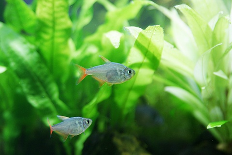 コロンビアレッドフィンテトラってどんな熱帯魚？