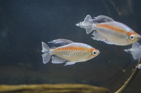 コンゴテトラの繁殖