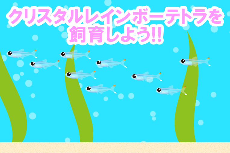 クリスタル・レインボーテトラを飼育しよう!!