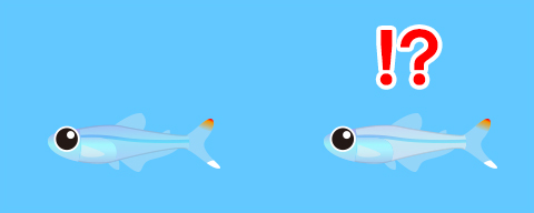 体が白く濁ったら水換えをしよう