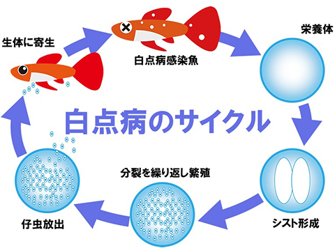 ウオノカイセンチュウのサイクル