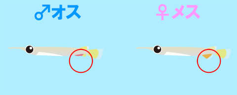 デルモゲニー オスメス