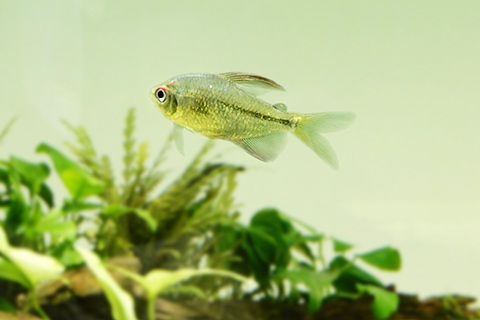 ダイヤモンドテトラまとめ