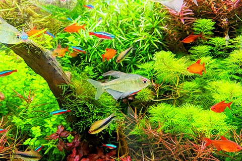 ダイヤモンドテトラの繁殖