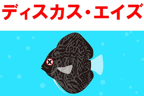 ディスカス・エイズの症状と治療法