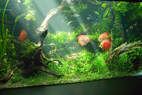 ディスカスってどんな熱帯魚？