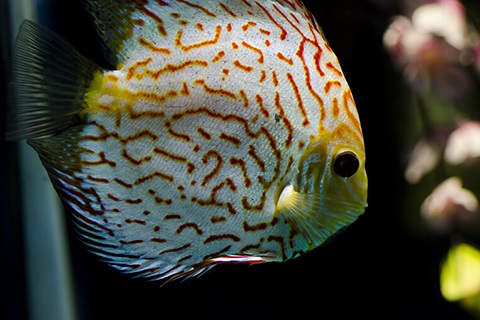 ディスカスまとめ