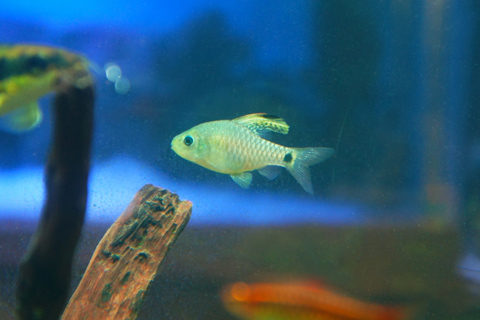 ドレープフィン・バルブの繁殖