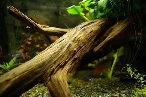 流木を水槽に入れる時の注意点