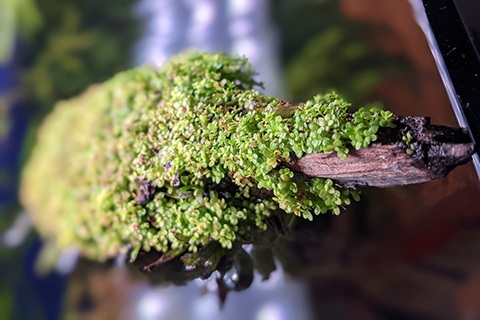 見栄えがUPする流木レイアウトのコツ