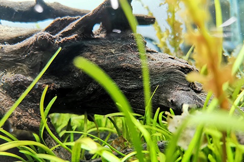 流木を沈めるつの方法