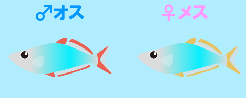 ネオンドワーフレインボーの繁殖