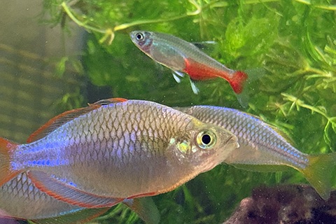 ネオンドワーフレインボーのまとめ