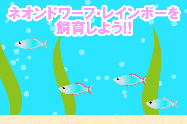 ネオンドワーフレインボーを飼育しよう!!