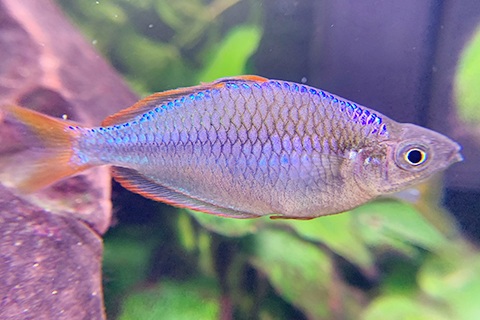 ネオンドワーフレインボーってどんな熱帯魚？