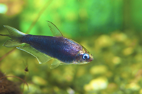 エンペラーテトラまとめ