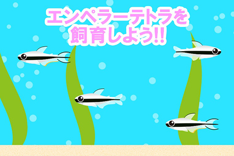 エンペラーテトラを飼育しよう!!