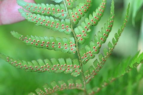 葉の裏に茶色っぽいブツブツ!?