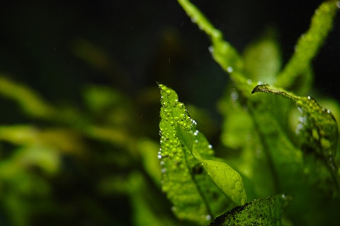 葉が黒くなる!?シダ病とは？