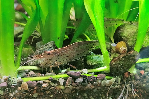 シダを育てるコツは？