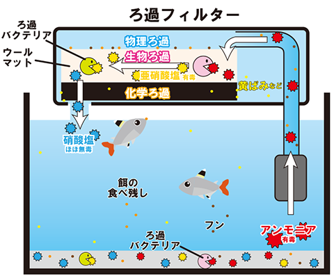 水槽のろ過の仕組み 生物ろ過とバクテリア