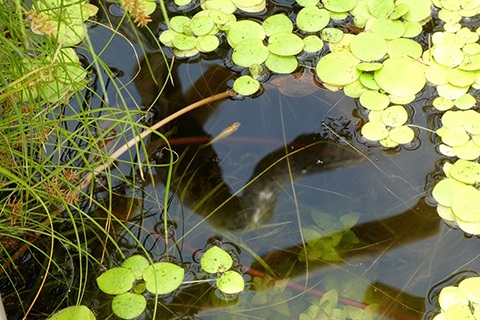 藻類予防に 水槽に浮き草を入れよう おすすめの浮き草は