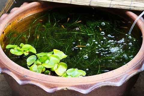 藻類予防に 水槽に浮き草を入れよう おすすめの浮き草は