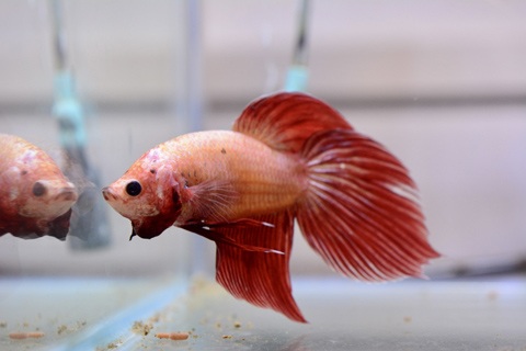 エラ病による鼻上げ