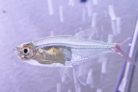 グラスブラッドフィンってどんな熱帯魚?