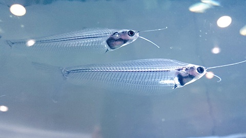 トランスルーセント・グラスキャットまとめ