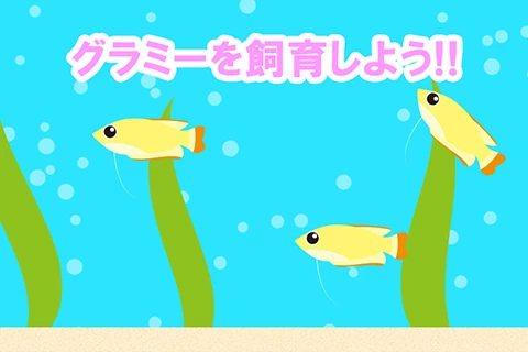 グラミーを飼育しよう!!