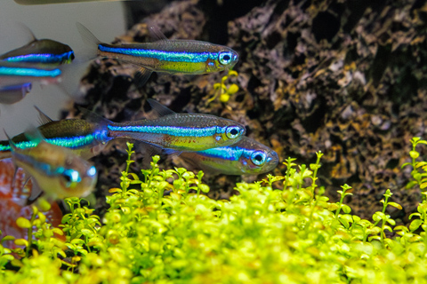 グリーンネオンテトラのまとめ