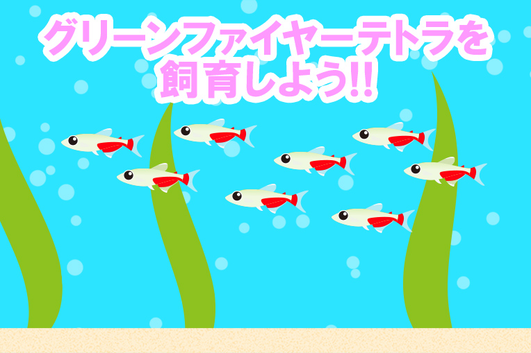 グリーンファイヤーテトラを飼育しよう!!