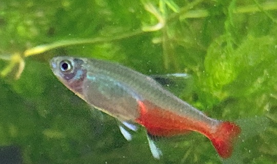 グリーンファイヤーテトラってどんな熱帯魚？