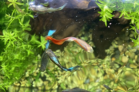 グッピーの繁殖