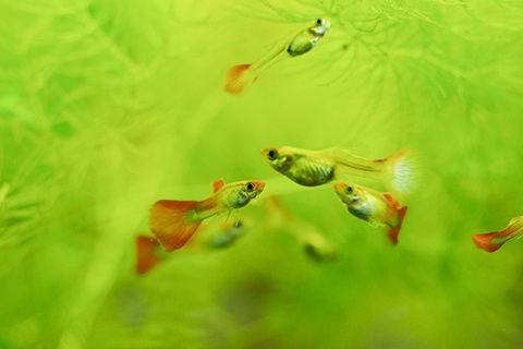 国産グッピーと外国産グッピーの違い