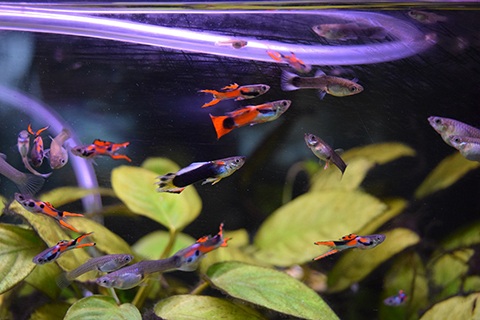 グッピーの種類