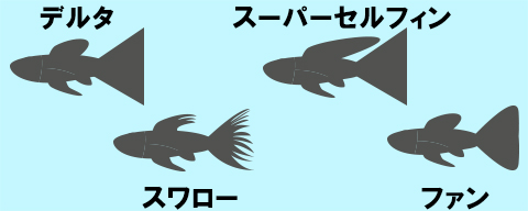 グッピーのロングテールタイプ